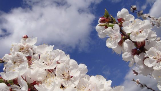 Flori de cireș (floare)