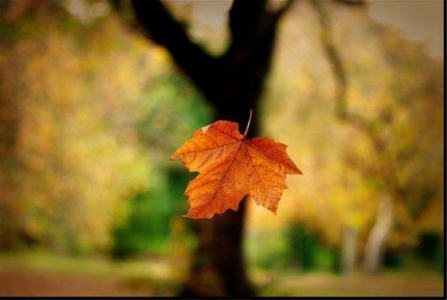 Frunză în cădere  din copac (cluj-am.ro)